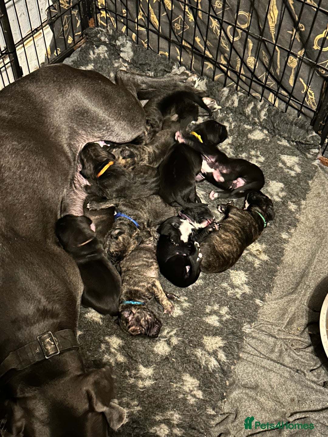 Mixed Breed dogs for sale: Daniff puppies. Great Dane/Mastiff - Advert 3