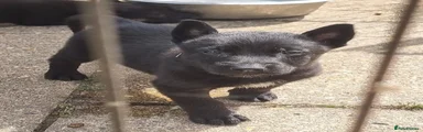 Puppy 2