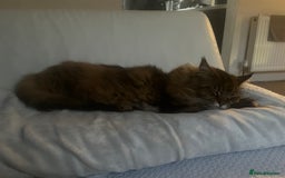 Maine Coon cats for sale: 11 year old Maine coon girl for rehome - Image 5