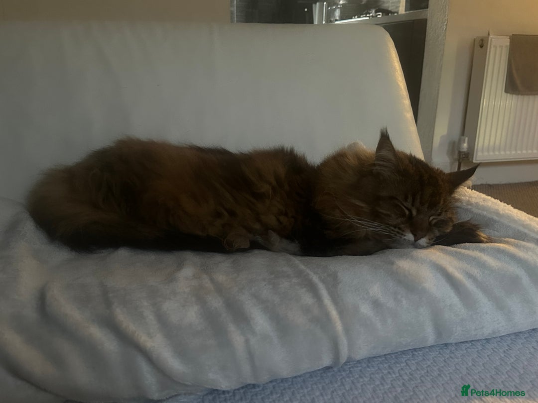 Maine Coon cats for sale: 11 year old Maine coon girl for rehome - Image 5