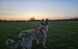 Mixed Breed dogs for sale: Free - 5 Year Old Romanian Rescue Needs Home - Image 3