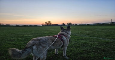 Mixed Breed dogs - Advert 13