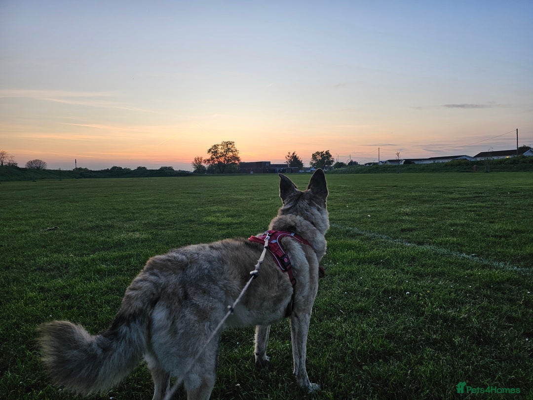 Mixed Breed dogs for sale: Free - 5 Year Old Romanian Rescue Needs Home - Image 3