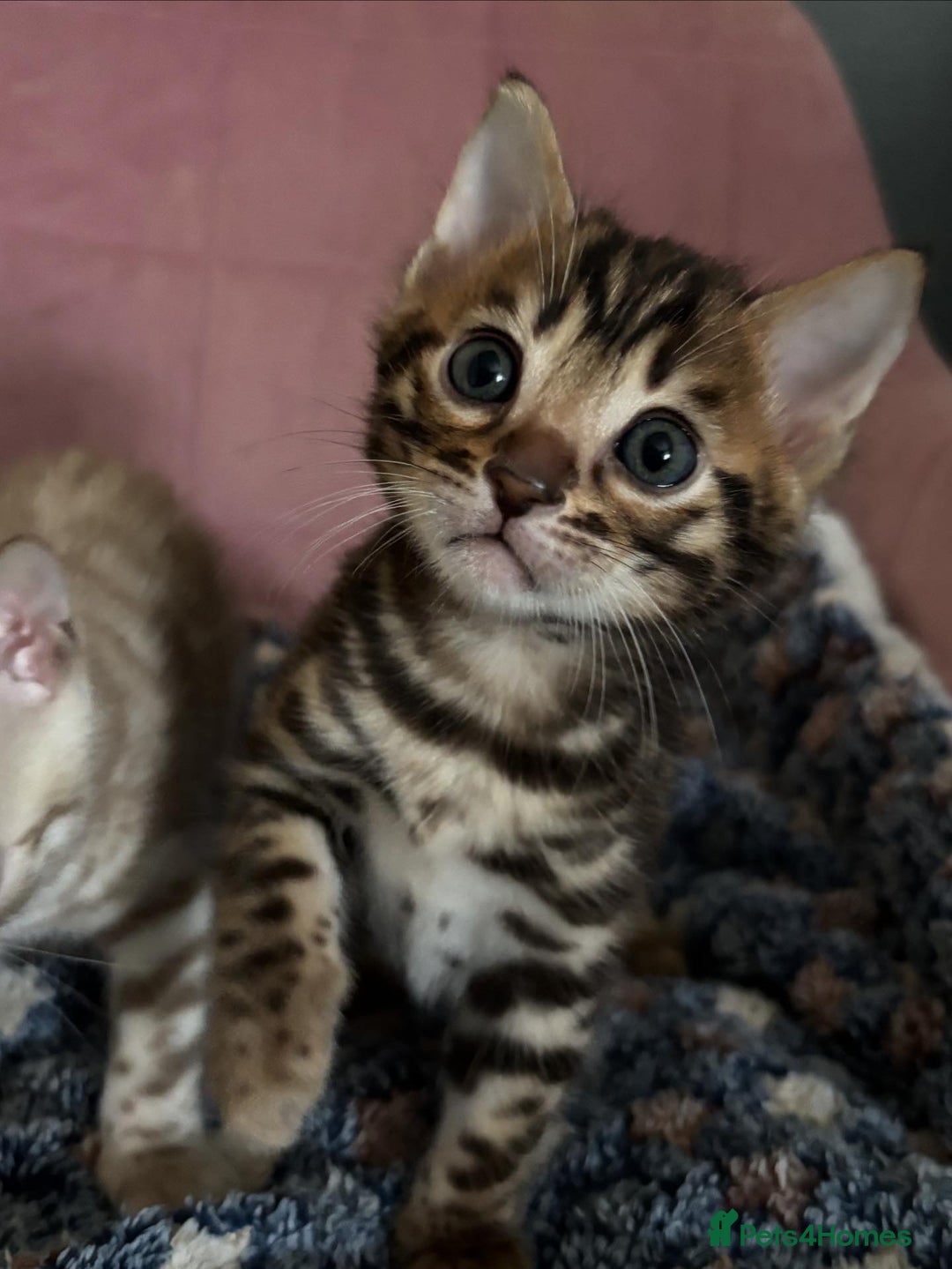Bengal cats for sale: Stunning brown TICA reg boy bengal kitten - Image 22