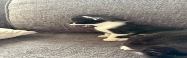 Mixed Breed 2