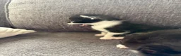 Mixed Breed cats for sale: Tuxedo kittens  in Runcorn - Advert 4