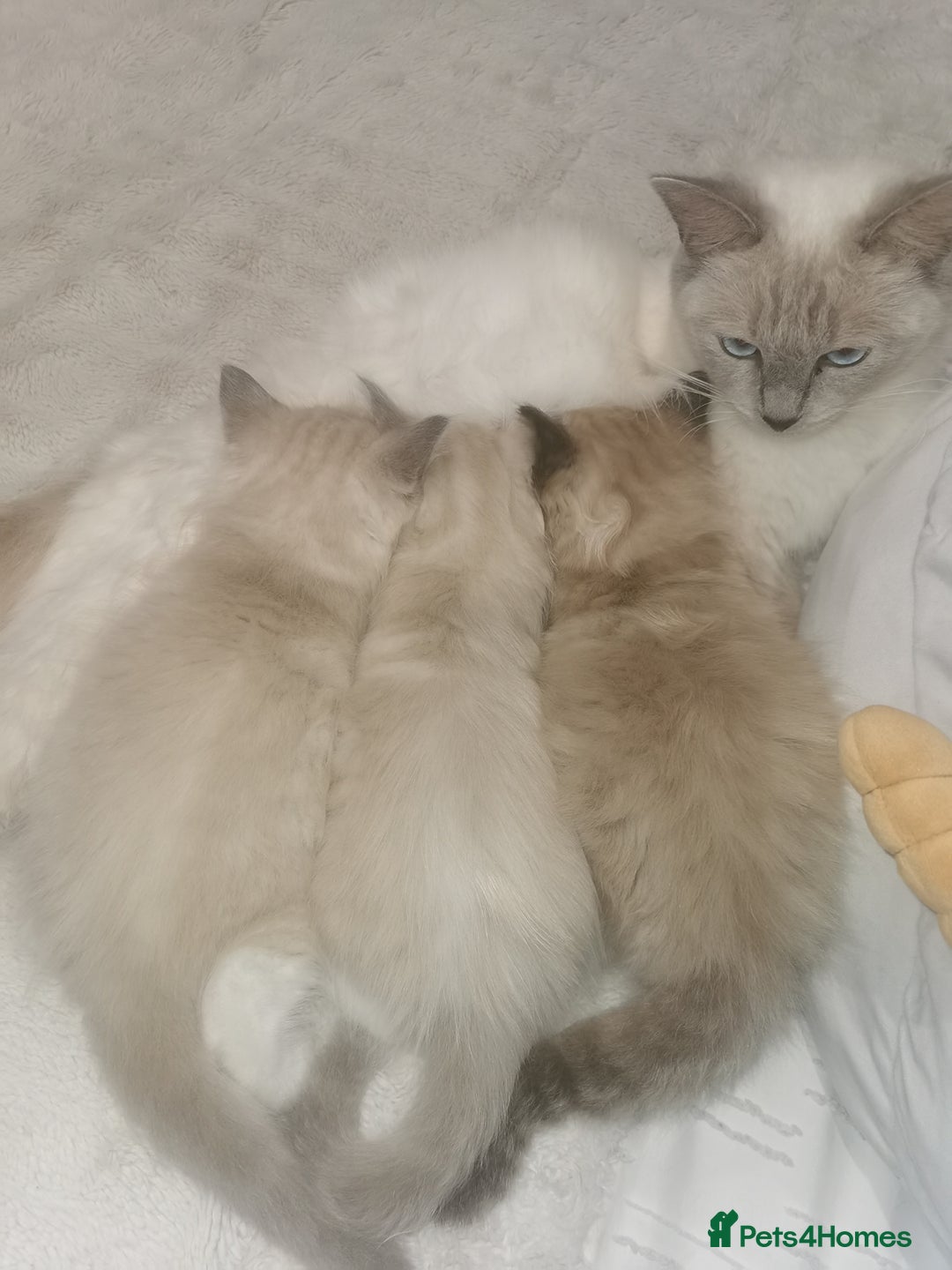 Ragdoll cats for sale: Ragdoll kittens - Image 7