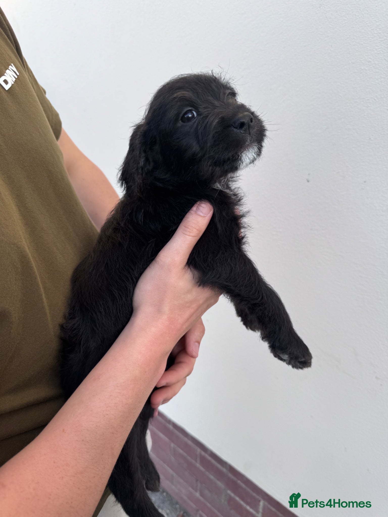 Mixed Breed dogs Labrador X Whippet Lurcher Puppies 🐶 - Advert 2