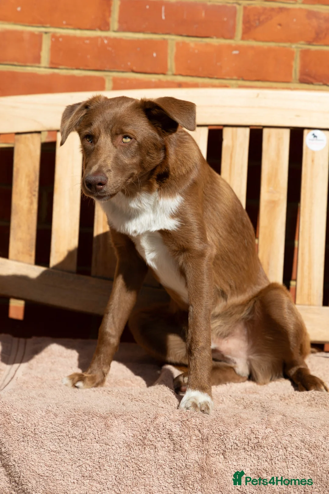 Mixed Breed dogs for adoption: Mocha - everyone loves this lad - Advert 16