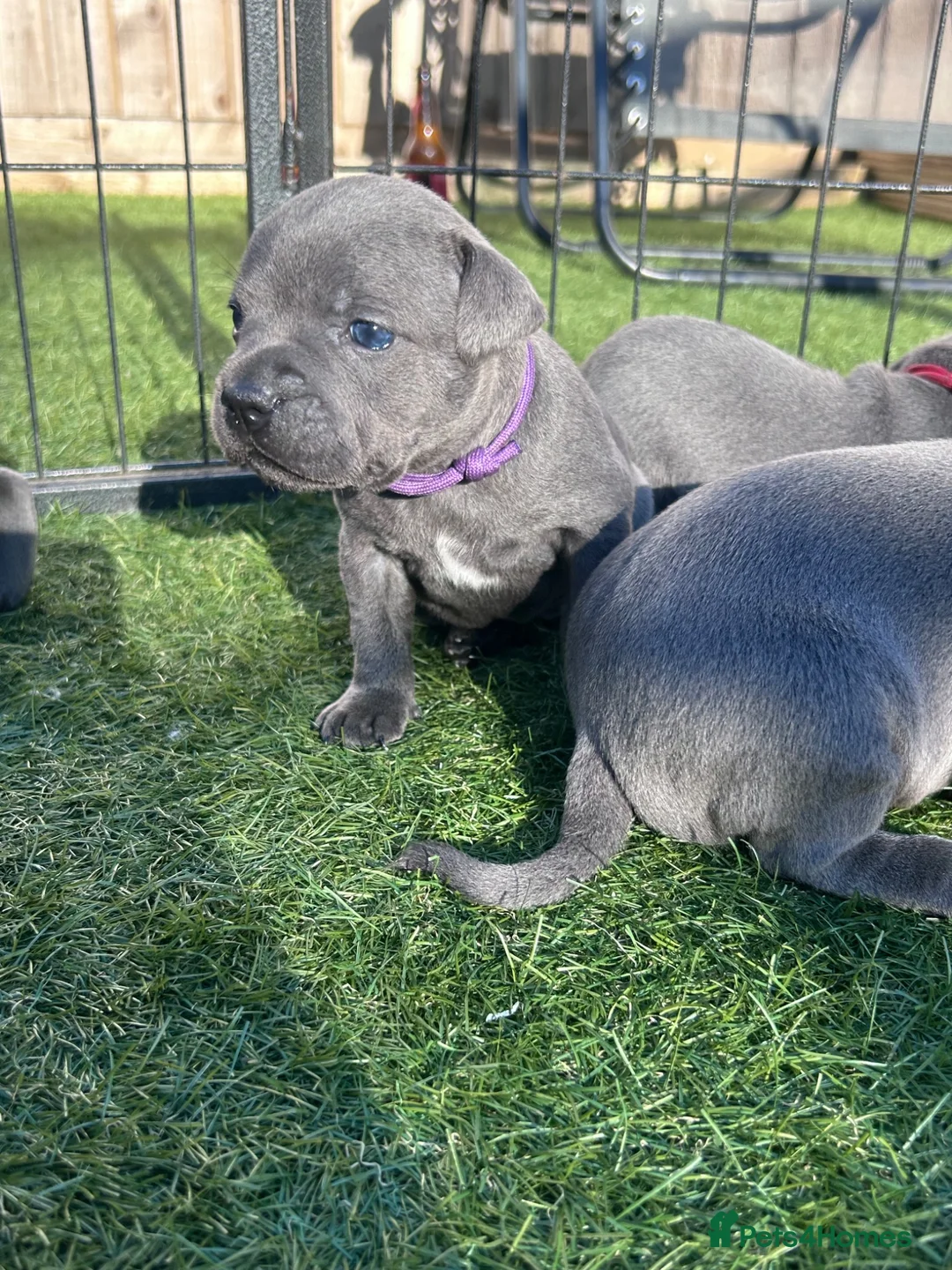 Staffordshire Bull Terrier dogs for sale: KC reg Blue Staff Puppies  - Advert 2