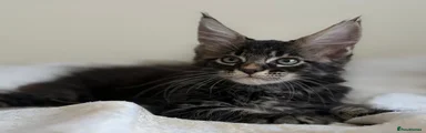 Maine Coon 3