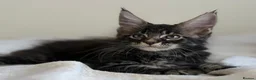 Maine Coon cats for sale: Ready for home pure bred maine coon kittens - Advert 21