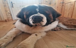 Saint Bernard dogs for stud: Stunning KC reg saint Bernard for stud.  in Chester - Image 7