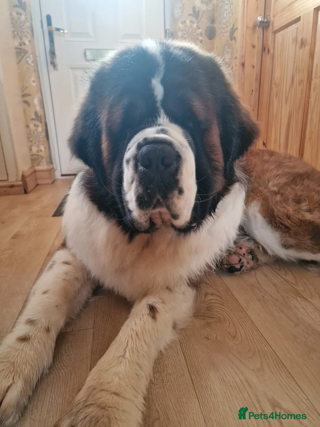 Saint Bernard dogs for stud: Outstanding KC reg saint Bernard for stud.  in Chester - Advert 7