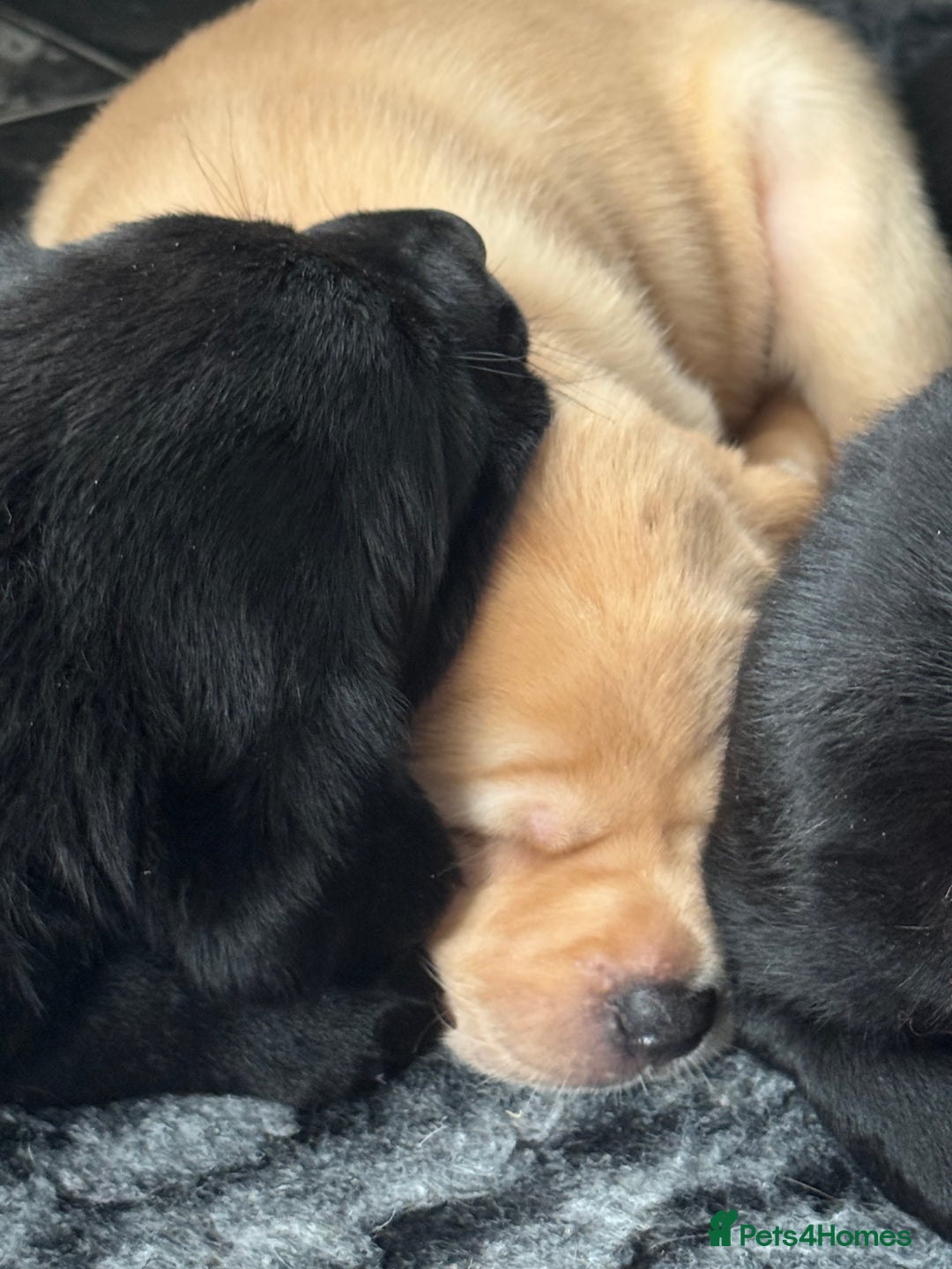 Labrador Retriever dogs for sale: Stunning KC Puppies Health Tested Parents - Advert 19