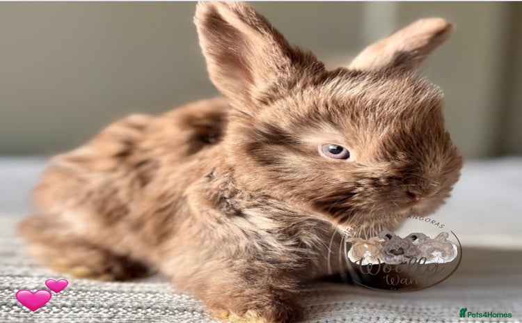 Angora rabbits - Advert 13