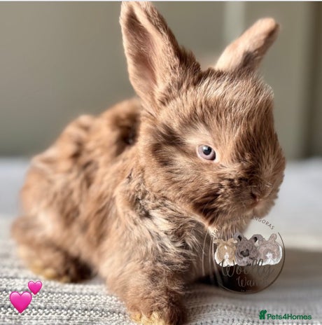 Angora rabbits - Advert 1