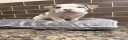 American Bully dogs for sale: POCKET BULLYS  in Orpington - Advert 22