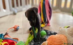Labrador Retriever dogs for sale: THE LAST 4 KC HEALTH TESTED LABS READY TO NOW.  - Image 17