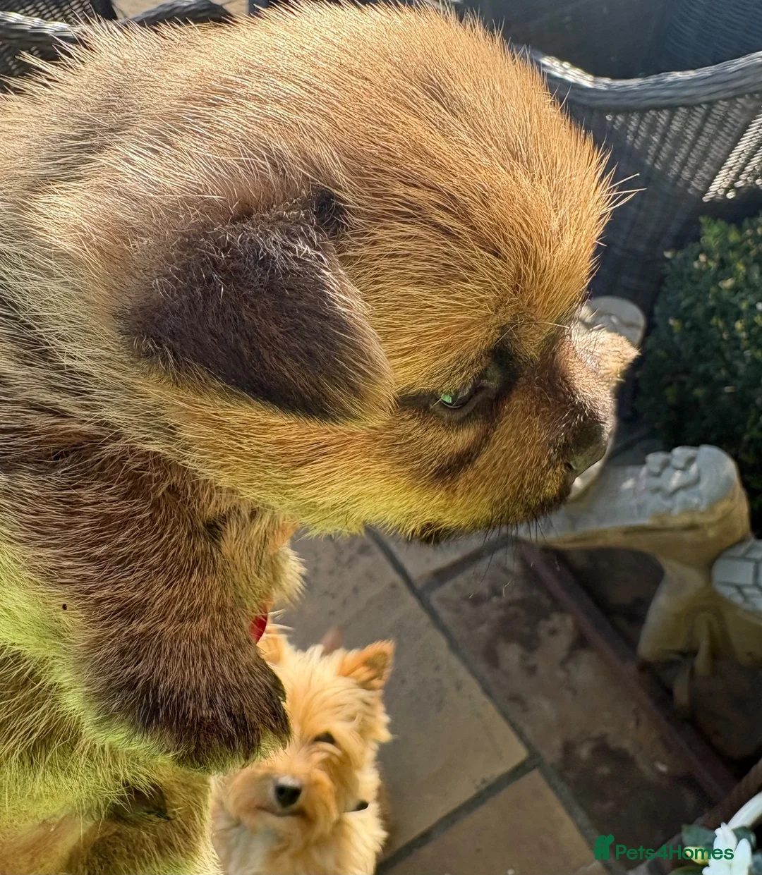 Norwich Terrier dogs for sale: Norwich terrier puppy  - Advert 2