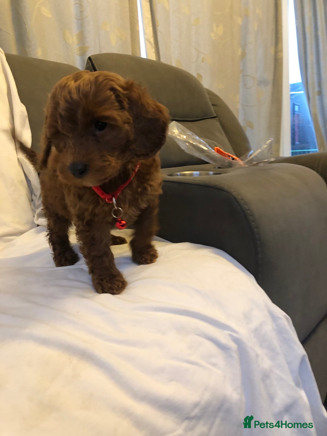 Cockapoo dogs for sale: Cockapoos - Advert 11