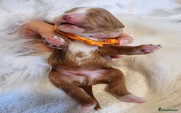 Cavapoo dogs for sale: Stunning F1 Cavapoo puppies, DNA tested parents  - Image 15