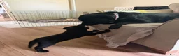 Labrador Retriever dogs for sale: Beautiful Labrador Puppies in Stockport - Advert 5