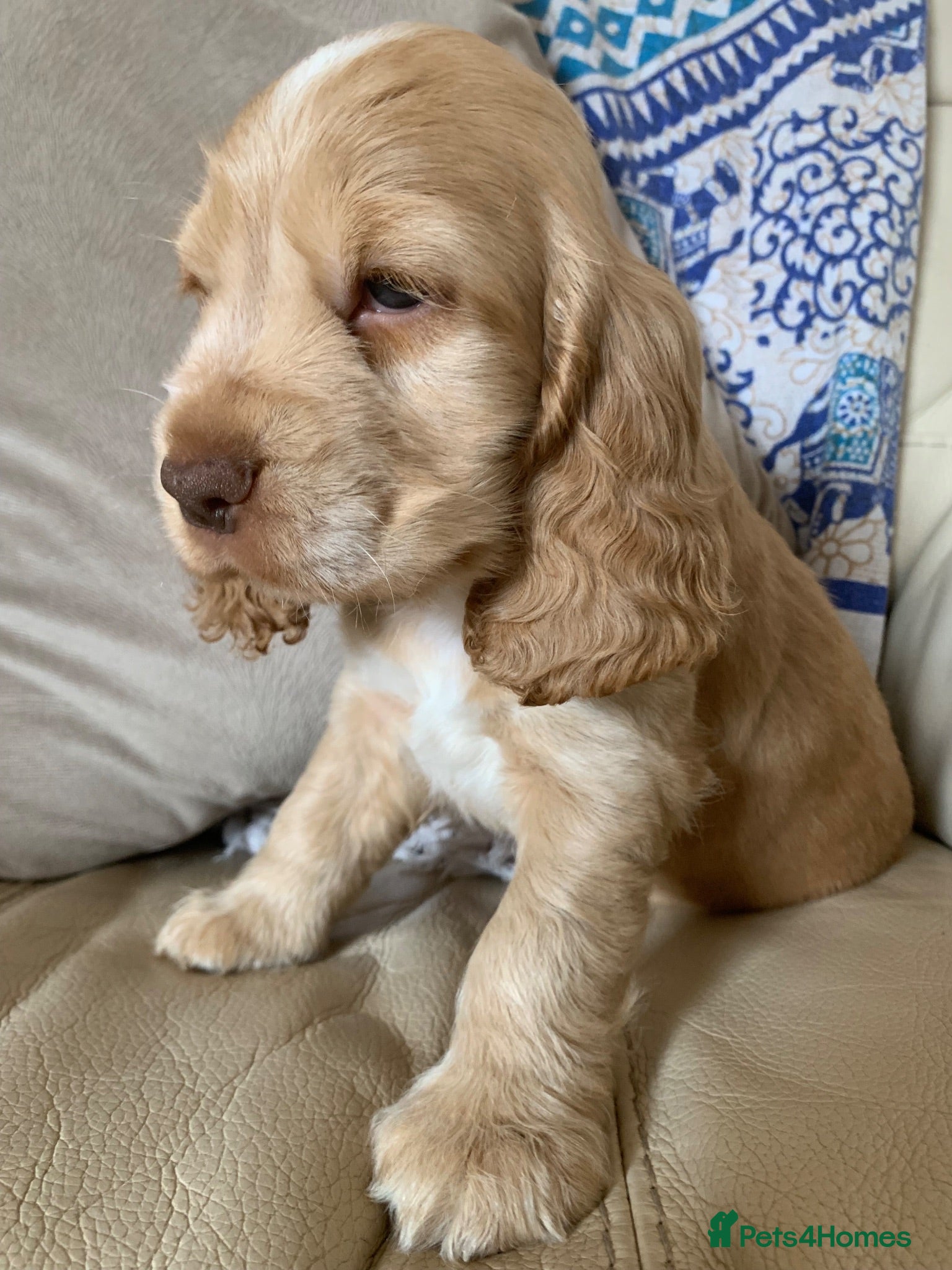 Cocker Spaniel dogs KC Show Type Cocker Spaniels - Advert 2