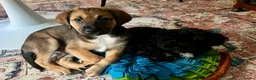 Mixed Breed dogs for sale: Two Beautiful Bea Zhu & Shorkie male puppies in Cowes - Advert 4