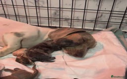 Dachshund dogs for sale: Dachshunds puppies for sale - Image 2