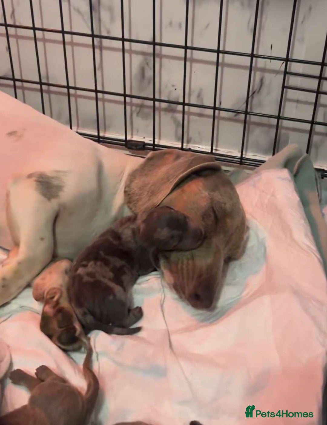 Dachshund dogs for sale: Dachshunds puppies for sale - Image 2
