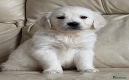 Golden Retriever dogs for sale: Golden Retriever Puppies - Advert 7