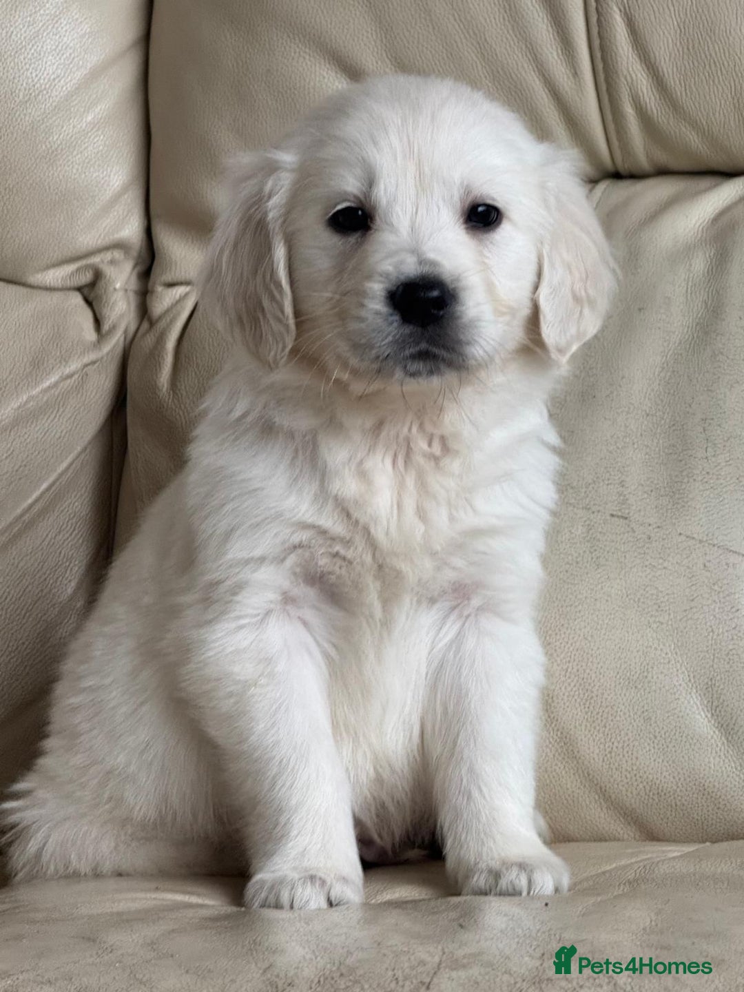 Golden Retriever dogs for sale: Golden Retriever Puppies - Advert 7