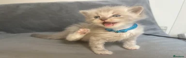 💙blue - male Kitten 3 