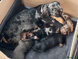 Dachshund dogs Miniature dachshund puppies for sale!!! - Advert 7