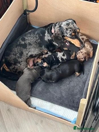 Dachshund dogs Miniature dachshund puppies for sale!!! - Advert 8
