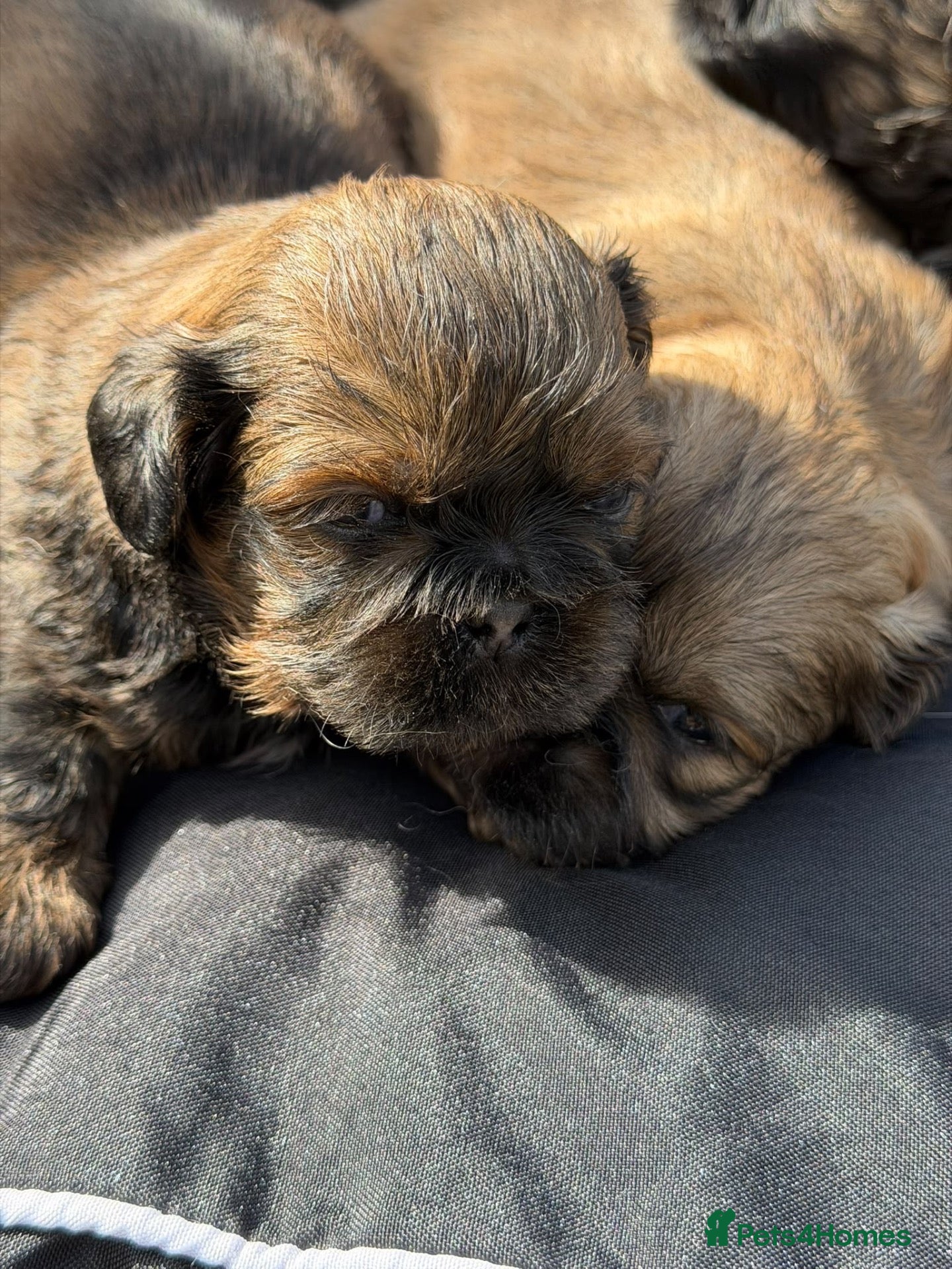 Shih Tzu dogs Shihtzus puppies  - Advert 18