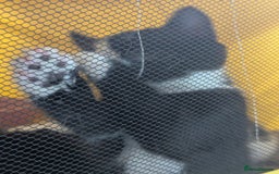 Domestic Shorthair cats for sale: Our last Girl, Playfull & loving, Well handled* - Image 15