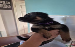 German Shepherd dogs for sale: Absolutely stunning German Shepherd pups in Doncaster - Image 28