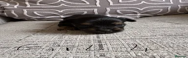 Yorkshire Terrier 4