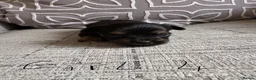 Yorkshire Terrier dogs for sale: Yorkshire terrier puppies - Advert 8