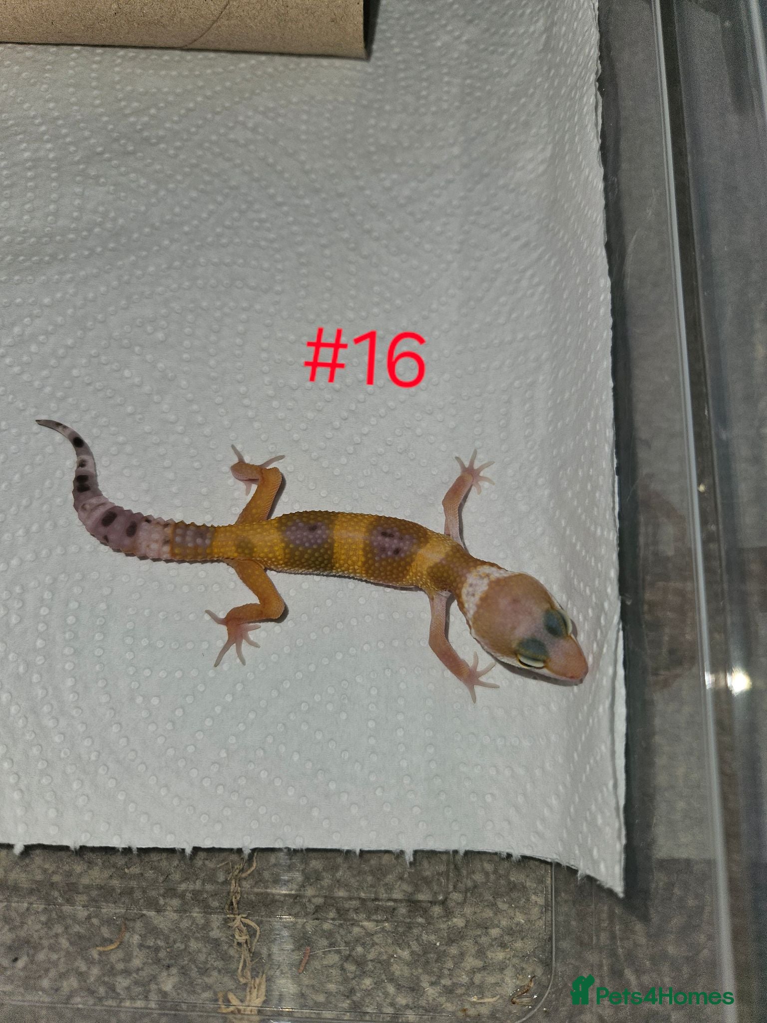 Leopard Gecko reptiles Leopard geckos available  - Advert 16