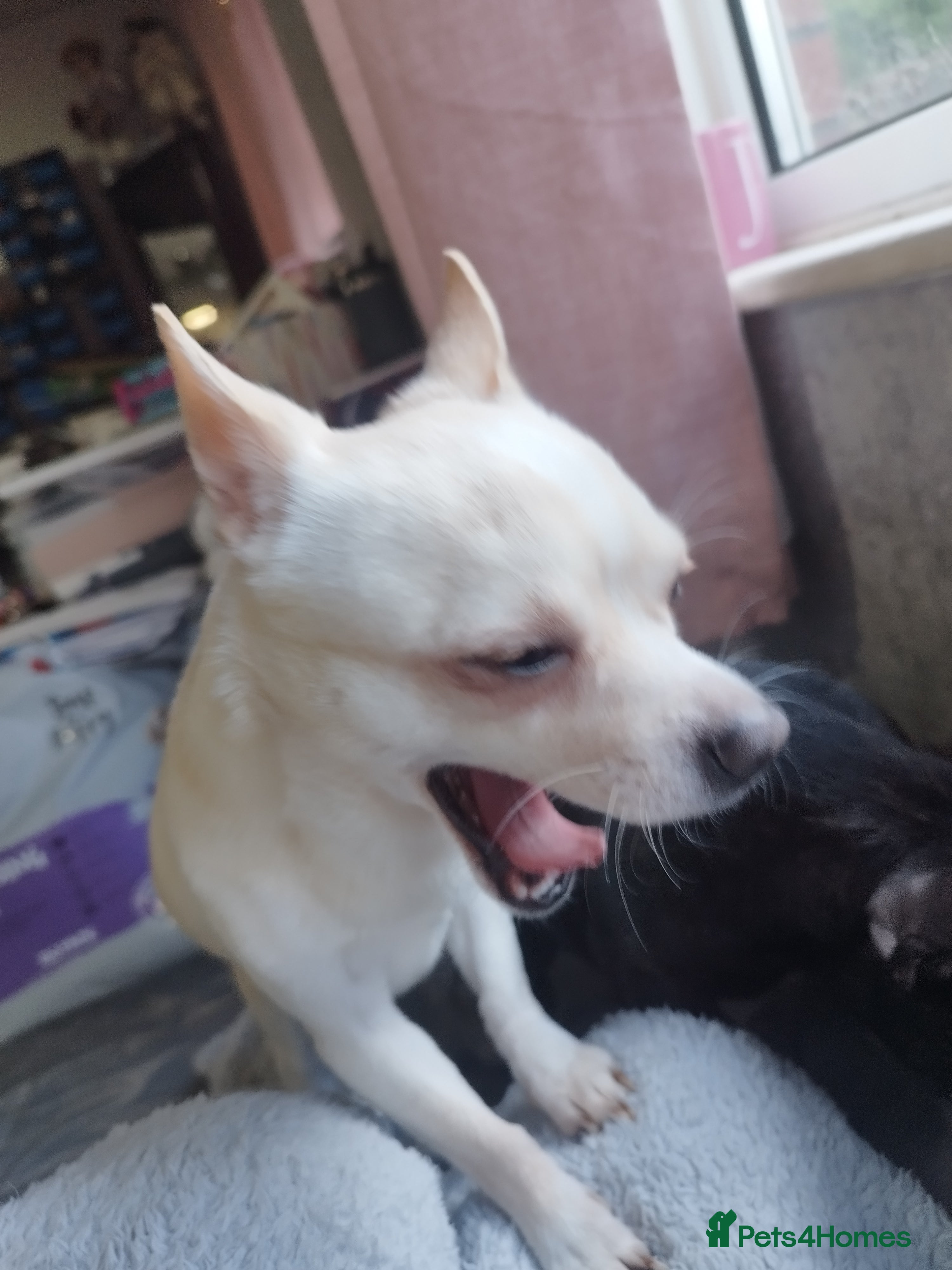 Chihuahua dogs Chichi needs adult only home in Leicester - Advert 4
