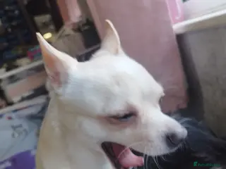 Chihuahua dogs Chichi needs adult only home in Leicester - Advert 4