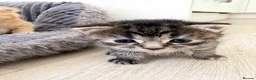 Mixed Breed cats for sale: 3 Beautiful Kittens in Mansfield  - Advert 4