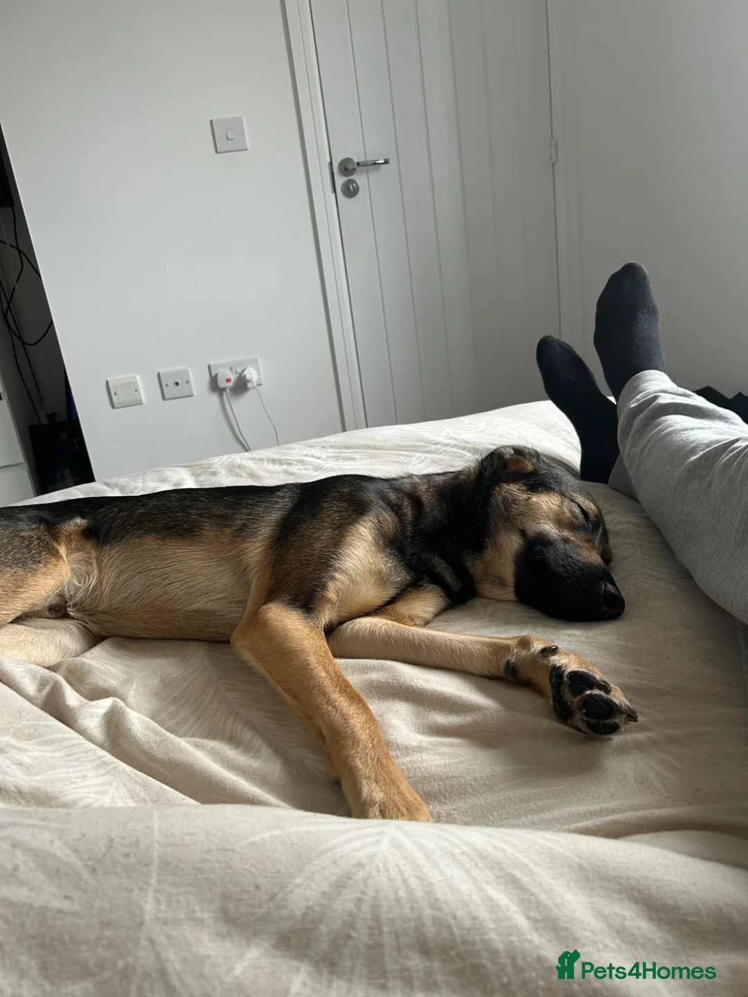 Mixed Breed dogs for sale: Looking for a new forever home - Advert 2