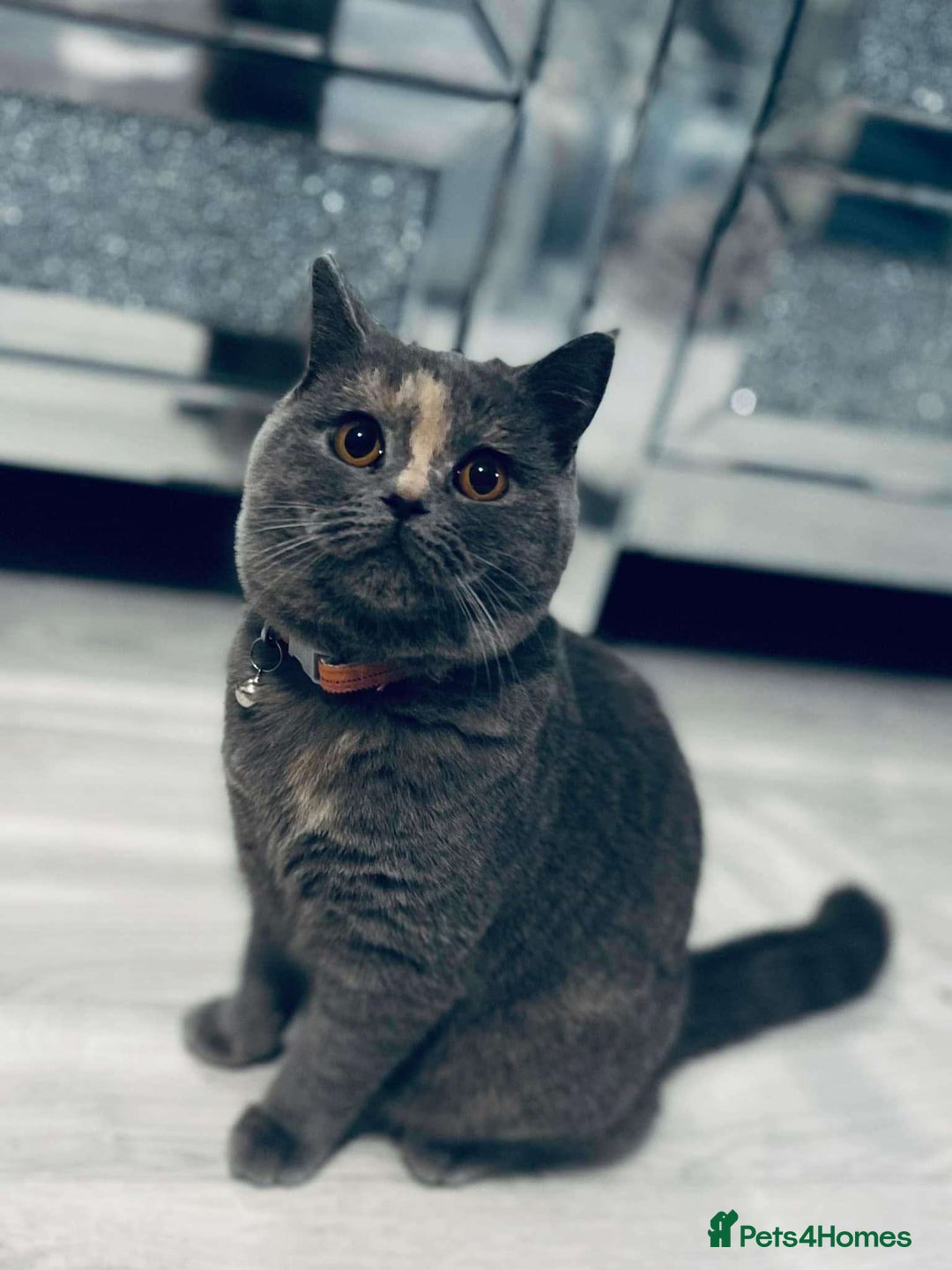 British Longhair cats for sale: Chocolate and blue tortie active cats - Image 1