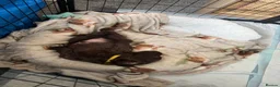 Cocker Spaniel dogs for sale: Gorgeous Cocker Spaniel puppy - Advert 6