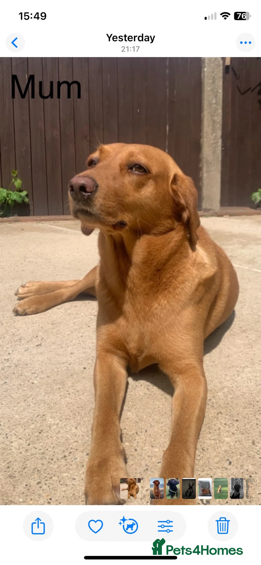 Labrador Retriever dogs for sale: KC Labrador Black/Dark yellow 🐾 - Advert 18