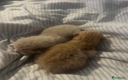Domestic Shorthair cats for sale: 4 gorgeous kittens  - Image 4
